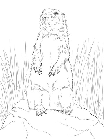 Prairie Dog Standing Up Coloring Page